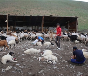 Sheep Shearing, Mongolian style