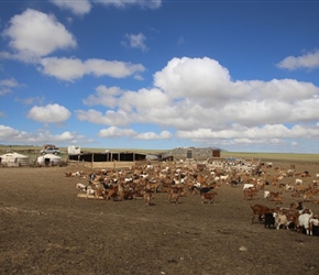 Mongolian farmstead and goats