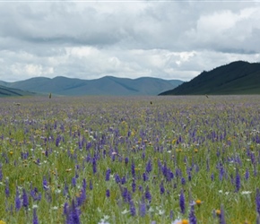 Flowers of Mongolia