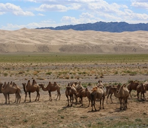Bactrian Camels 