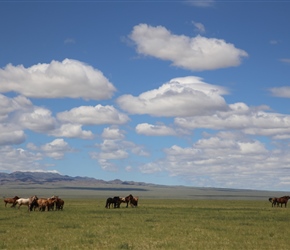 Horses in Gobi Desert