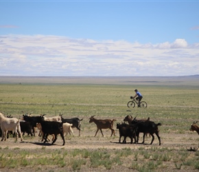 Rachel passes goat herd in Gobi near Dalanzadgad