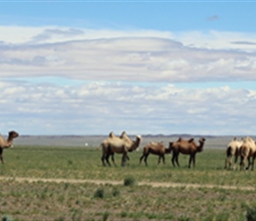 Bactrian Camels in Gobi