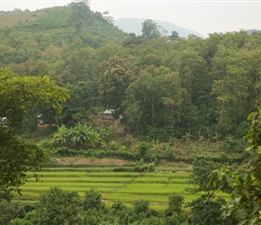 Paddy Fields and stilted houses