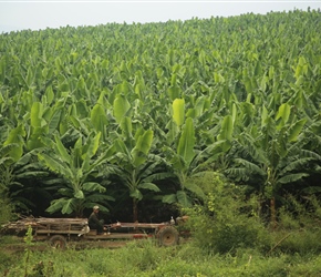Banana Plantation, an increasing site as Chinese money flows in