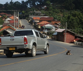 Dog with a death wish, car cutting the corner