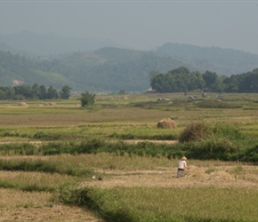 Paddy fields in Laos
