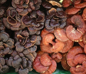 Mushrooms on roadside stall