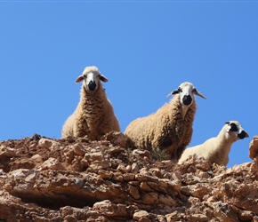 Sardi Sheep