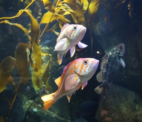 Salish sea aquarium