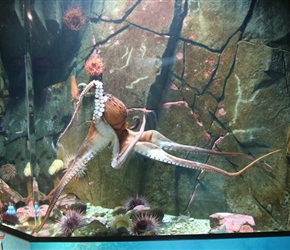 Octopus at Salish sea aquarium