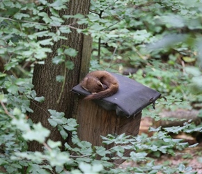 Pine Marten asleep at Otter Park