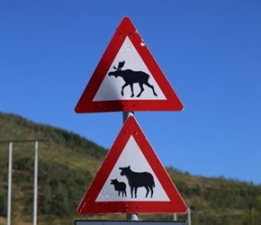 Beware of the Moose and other livestock near Alsvag