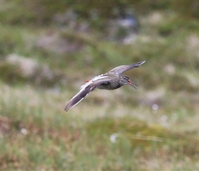 Bird near Nysfjord