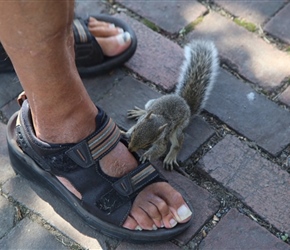 18.22.09.16-10-Squirrel-chews-Barnys-foot-Alexandria-near-Washington79397.jpg