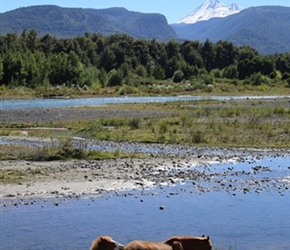Horses and Volcan Llaima