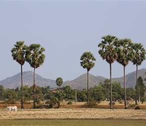 Hills near Kampong Chhnang