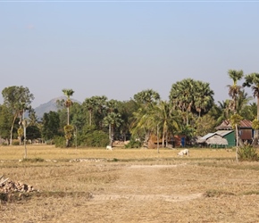 Fields near Kampot