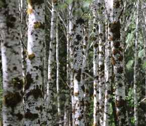 Silver birch at Jewell Meadows