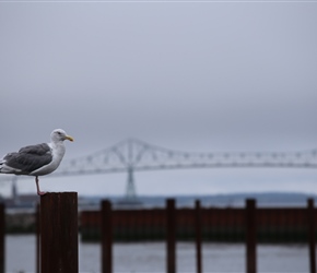 Seagull and Astoria Bridge