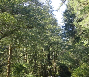 Carel in Siuslaw Forest