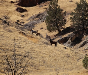 Horses in Warm Springs Reservation