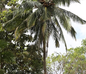 Climbing for coconuts