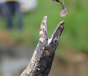 Feeding fish on a stick