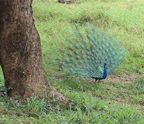 The blue peacock (Pavo cristatus) originally comes from India and Sri Lanka