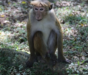 Monkey at Royal Botanical Gardens