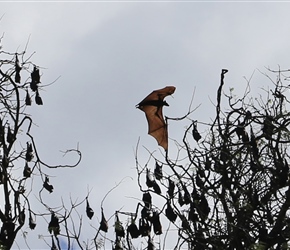 Fruit Bats at the Royal Botanical Gardens