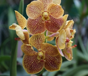 Orchid at the Royal Botanical Gardens, Kandy