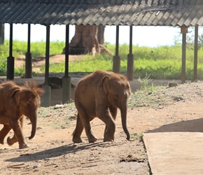 Baby elephants head to the milk bar at the Elephant orphanage