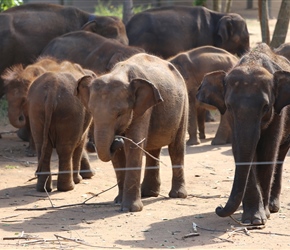 Munching twigs at the Elephant orphanage
