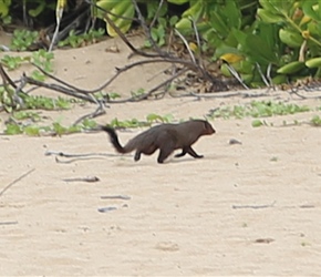 Mongoose on the beach