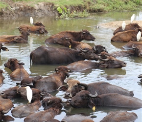 Water Buffalos in the cool of the pool