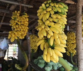 Bananas. The type here are small, fatter and slightly sweeter than the ones we get in the UK