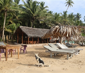 Beach at Palm Paradise Cabanas