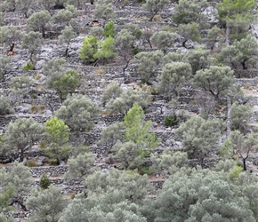 Olive Terraces