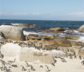 African penguin colony at Boulders Beach