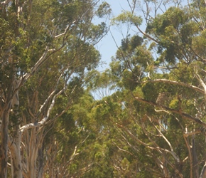 Eucalyptus Avenue