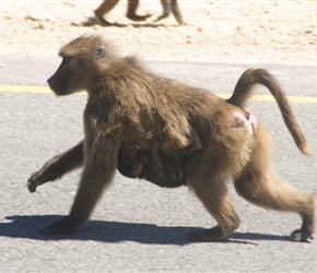 Gibbon and baby on Franschhoek Pass