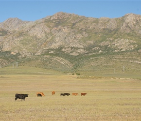 Cattle and Mountains, a typical view