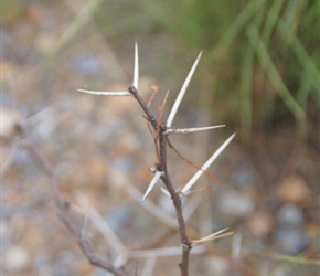 These huge thorns were the source of a number of punctures, especially round Nuy