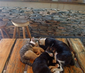 Sleeping cats at the Little Karoo Pub
