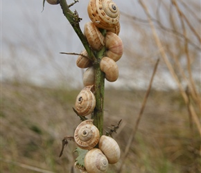 Snails lined up on a fence post near Bredesdorp