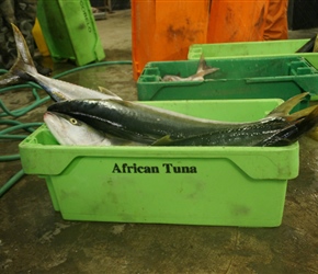 African Tuna