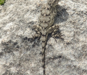 Lizard on rocks