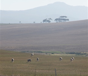 Sheep and hills