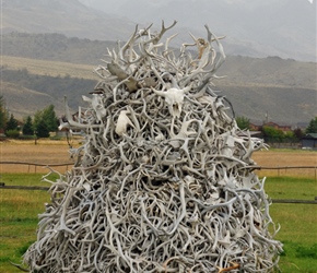 Pile of antlers